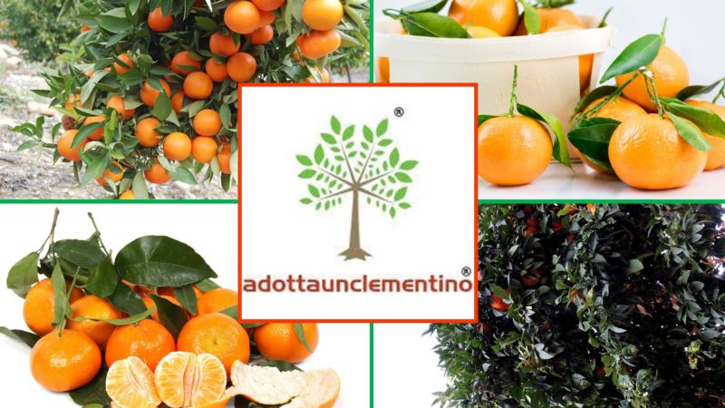 Adotta un Clementino: la proposta green dell’azienda calabrese di Corigliano Rossano