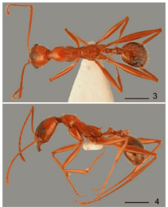 Aphaenogaster gamagumayaa - Photo by ResearchGate