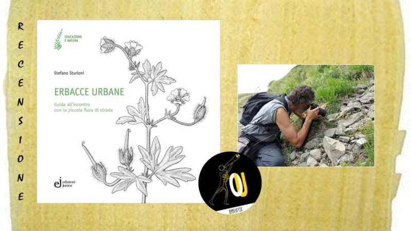 “Erbacce urbane” di Stefano Sturloni: guida all’incontro con la piccola flora di strada