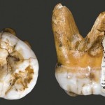 Homo di Denisova: una nuova specie che avrebbe convissuto con l’Homo di Neanderthal