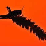 “Locusta” di Alessandro Erato