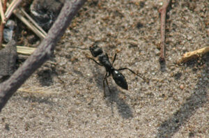 Matabele - Ants - Photo by Botsawana Safari and Tour Packages