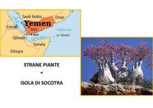 Socotra Yemen piante