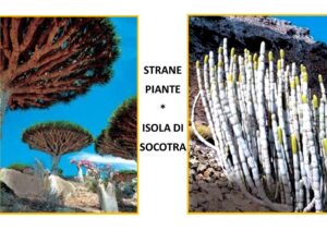 Socotra strane piante