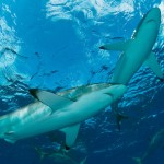 Isola La Reunion: squalo attacca ed uccide una quindicenne a pochi metri dalla riva