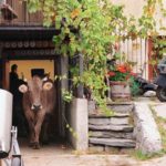 “The milk system” di Andreas Pichler: le mucche sono sempre meno mucche