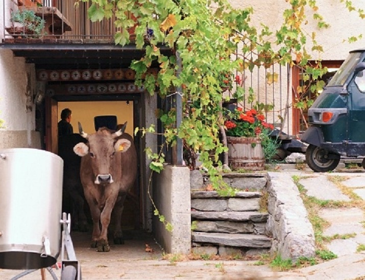 “The milk system” di Andreas Pichler: l’idea che le mucche sono sempre meno mucche