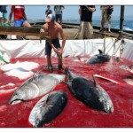 “Tonnara di San Cusumano”: l’ultima mattanza di tonni è stata nel 2003 ad Erice