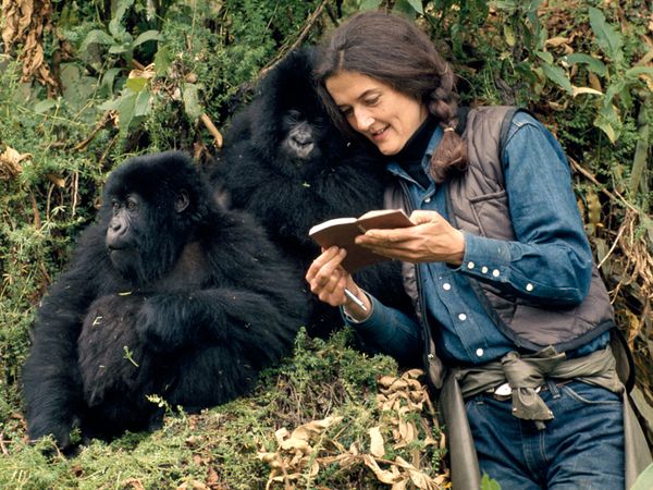 In ricordo di Dian Fossey: la mamma dei gorilla africani di montagna
