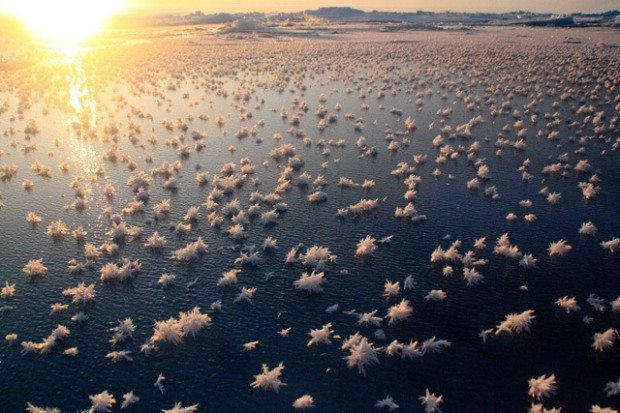 I fiori di ghiaccio: uno spettacolo del Mar Glaciale Artico