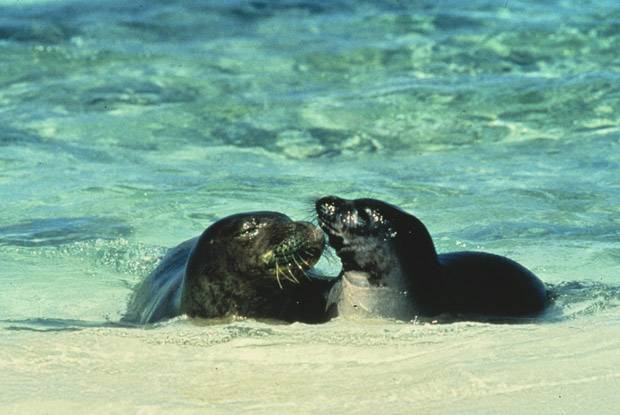 La foca monaca torna in Sicilia: protagoniste le isole Egadi