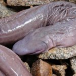 Scoperto in Amazzonia un nuovo esemplare di anfibio somigliante ad un organo genitale maschile