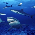 Natura: gli squali posseggono sette sensi, due in più dell’uomo