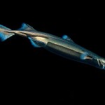 Mimetismo: squali invisibili negli abissi tra  Giappone, Cina Meridionale e Taiwan