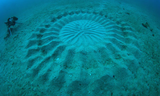 Cerchi subacquei sul fondo dell’oceano: sono opera del pesce palla